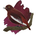 Anderillium Avian Ink - Pompadour Cotinga Burgundy - 1.5 oz - Pen Boutique Ltd